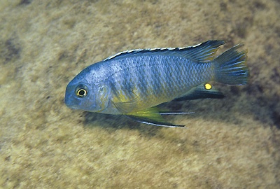 Tropheops gracilior 'Makonde'